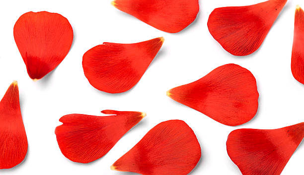 istock red flower petals isolated on white background 2225652497