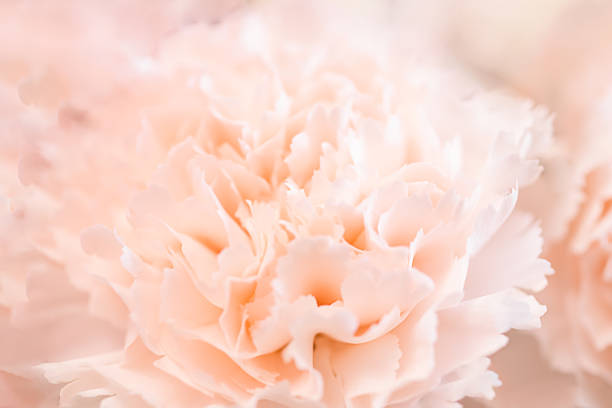 Abstract pink background