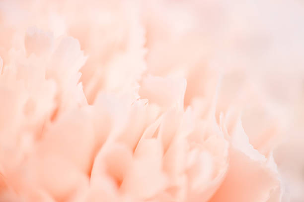 Pink Carnation Flowers Bouquet on light pink background. soft filter.