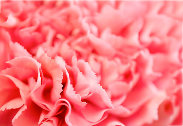 Design element. Close up macro pink carnation flower.