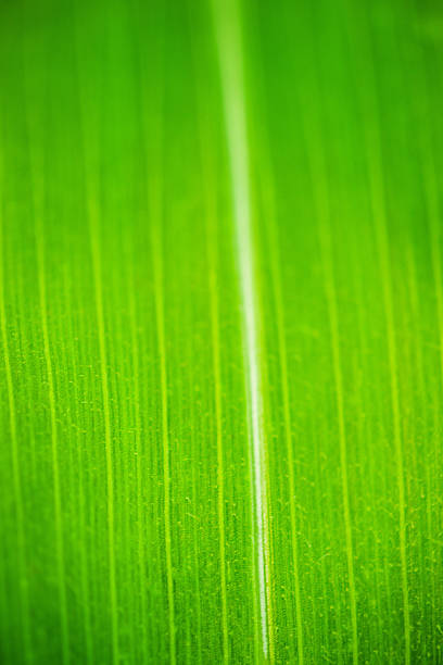 Textures and background, macro photo