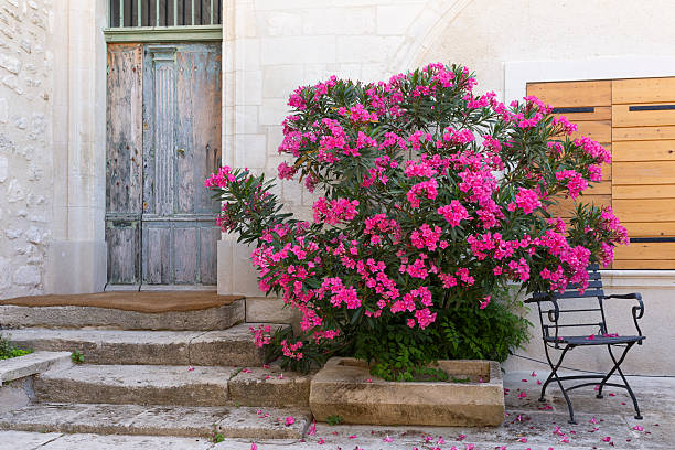 Summer vibe in Provence