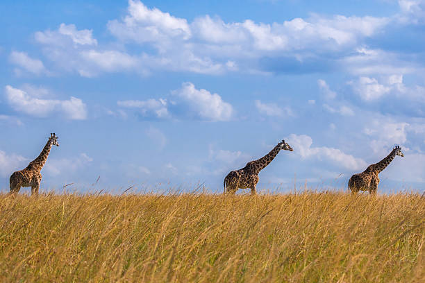 Pair of Masai Giraffes