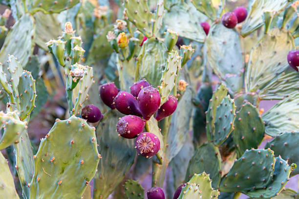 istock Ripe prickly pears on the plant 2225660406