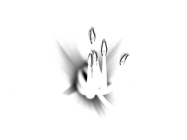Minimalist grayscale flower stamen presented artistically on white background