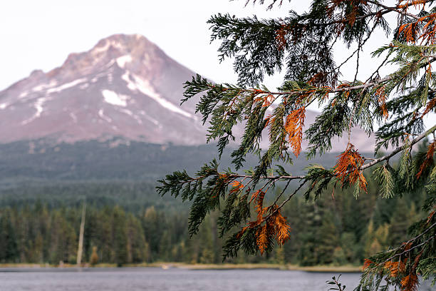 Focussed shot of the changing pine tree  at Trillium Lake with Mount Hood in the background in the fall in Oregon