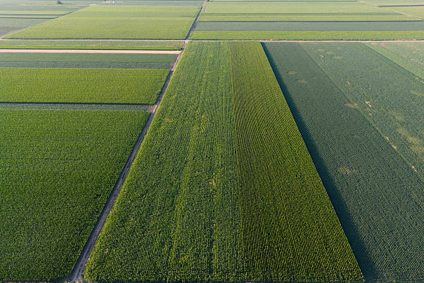 istock Soy and corn field with rows of soya bean and corn plants in sunset 2225664809