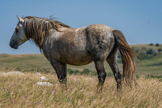 istock Wild Horse in Summer Meadow 2225665233