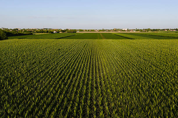istock Soy and corn field with rows of soya bean and corn plants in sunset 2225665241
