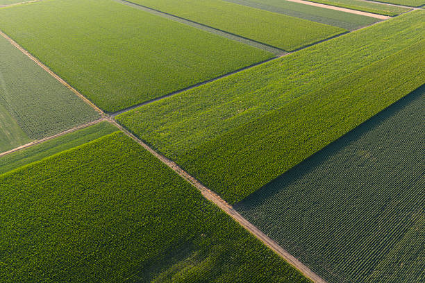 istock Soy and corn field with rows of soya bean and corn plants in sunset 2225665242
