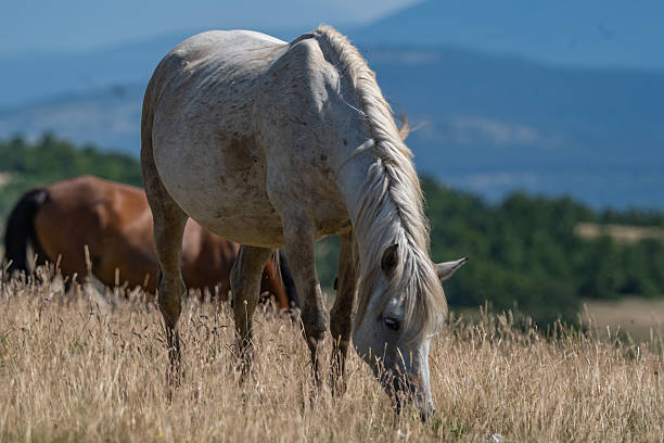 istock White Wild Horse Grazing in Mountain Meadow 2225665292