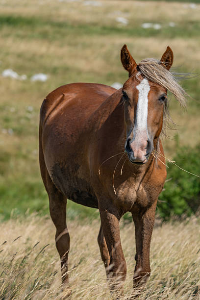 A lone wild horse standing freely on a grassy mountain plateau, with wind in its mane and a rugged natural backdrop. The image captures the essence of freedom, strength, and untamed beauty in nature.