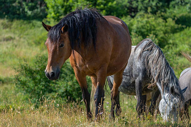 Asil Arabian mare (Asil means - this arabian horses are of pure egyptian descent) and her foal - about 14 days old in gallop on meadow. 