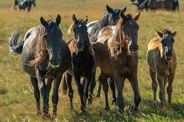A herd of wild horses galloping freely across the open meadows of Livno, Bosnia and Herzegovina. Their powerful stride, flowing manes, and close formation embody raw strength, freedom, and the spirit of the untamed wilderness. Captured in natural summer light, this scene reflects the beauty and energy of wildlife in the Dinaric Alps.