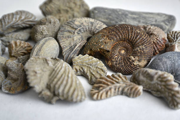 istock Fossils on white background including Ammonoids and Actinostreon gregareum found in Calvados in France 2225666225