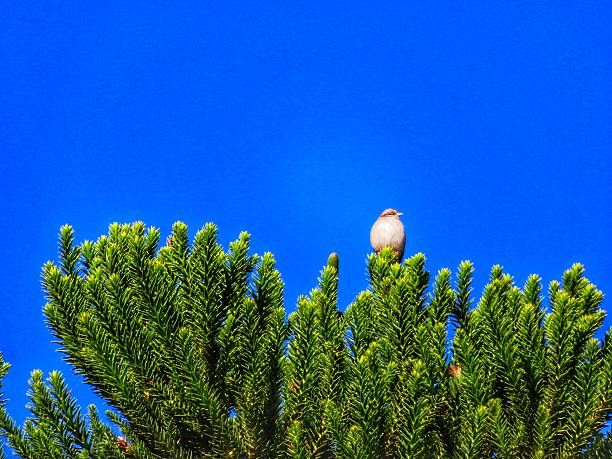 A rufous-collared sparrow (tico-tico) rests atop an Araucaria tree under a deep blue sky. The scene radiates simplicity and harmony, with a vivid contrast between the tree's green needles and the pure sky. The bird, with its soft plumage, appears to gaze into the distance, embodying the gentle beauty of wildlife in southern Brazil’s natural landscapes