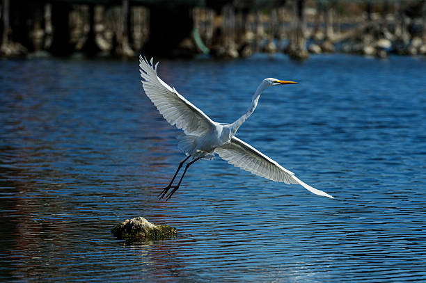 Great egret (Ardea alba) in flight over coastal Corcoran Lagoon where it and other egrets forage for any fingerling swimming in lagoon.Taken at Corcoran Lagoon, California, USA