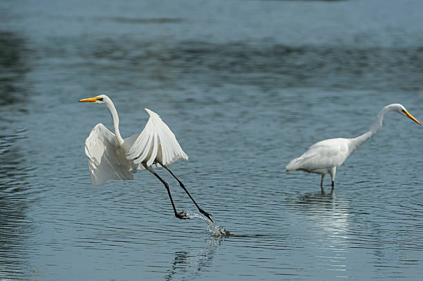 istock Great Egret in Flight Over Coastal Lagoon 2225671840