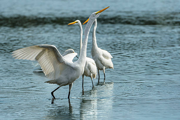 istock Great Egrets Foraging for Fish in Coastal Lagoon 2225671876