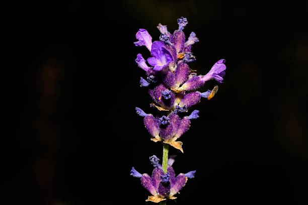 istock Lavender flower in nice purple colour 2225673836