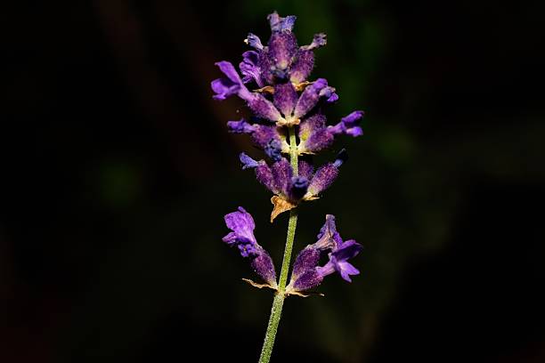 istock Lavender flower in nice purple colour 2225674458
