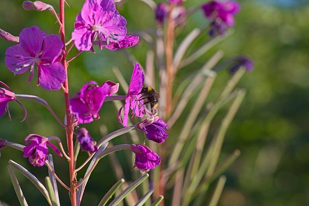 istock Bumblebee enjoying nectar from purple pink summer flower 2225674546