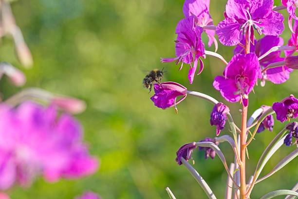 Bumblebee enjoying nectar from purple pink summer flower