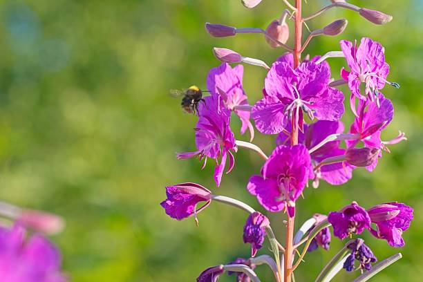 istock Bumblebee enjoying nectar from purple pink summer flower 2225674758