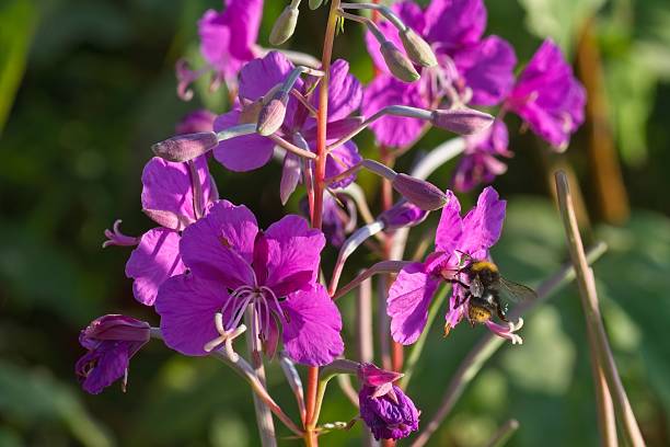istock Bumblebee enjoying nectar from purple pink summer flower 2225674831