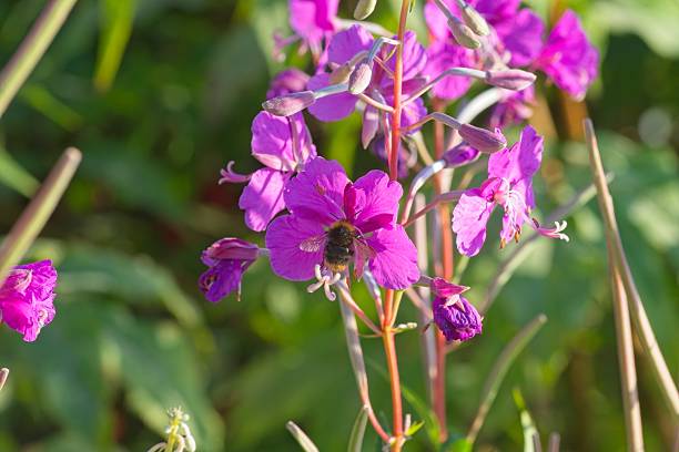 istock Bumblebee enjoying nectar from purple pink summer flower 2225674940