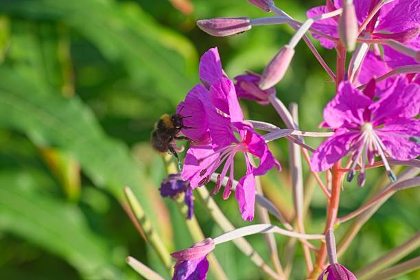 istock Bumblebee enjoying nectar from purple pink summer flower 2225675264