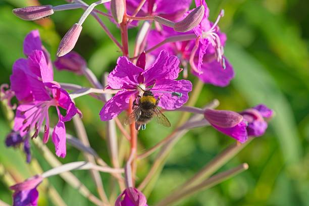 istock Bumblebee enjoying nectar from purple pink summer flower 2225675462