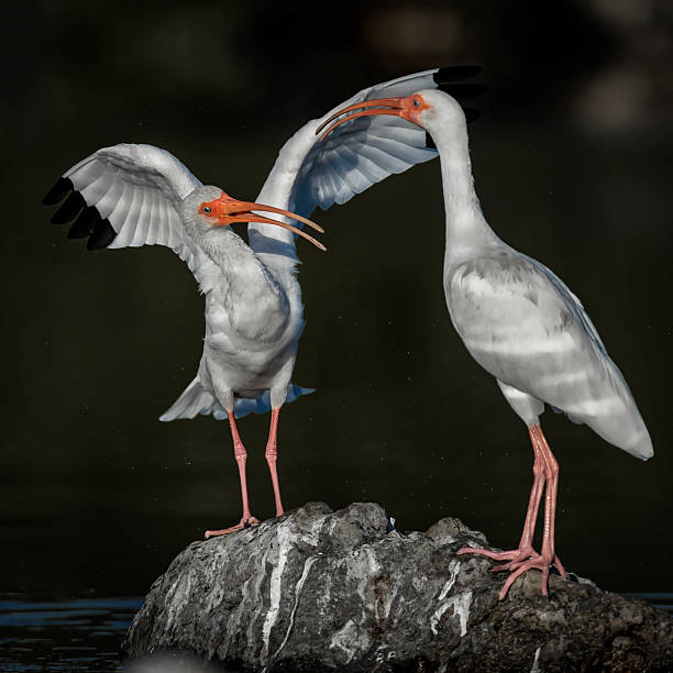 Two ibises appear to be competing for the same rock to stand on, seems to be an animated discussion, full length view of both birds, one with wings spread, nice afternoon lighting.