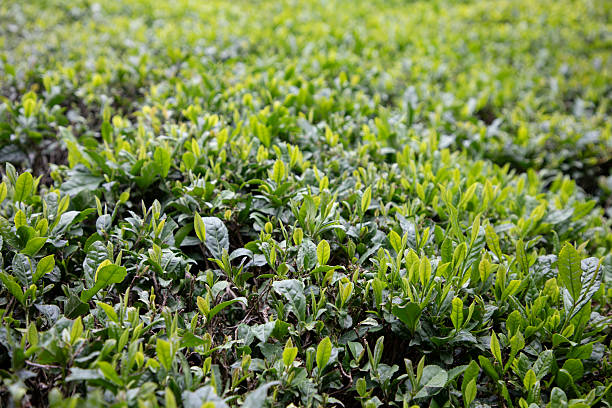 Fresh green tea in Rize