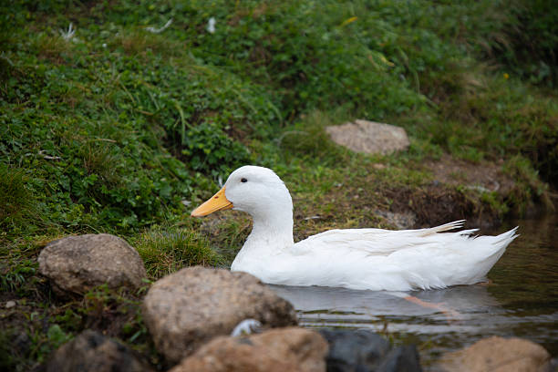 Duck swimming in lake