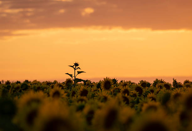 Sunset background