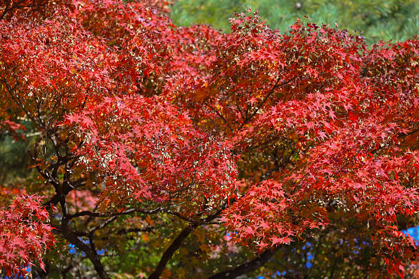 Autumn leaves. Red Japanese maple tree leaves