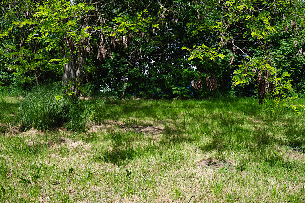 A sunlit forest clearing with tall grass and scattered patches of dry vegetation, partially shaded by overhanging acacia branches bearing brown seed pods. The image conveys a peaceful, late-spring or early-summer woodland atmosphere with a mix of life and decay.