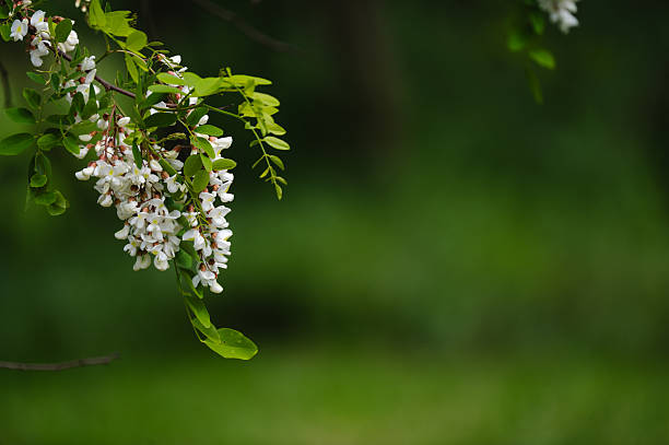 A hanging cluster of white acacia flowers with light pink accents stands out against a softly blurred green forest background. The image captures a moment of natural elegance, with the fresh leaves and delicate blossoms evoking a sense of calm and renewal.