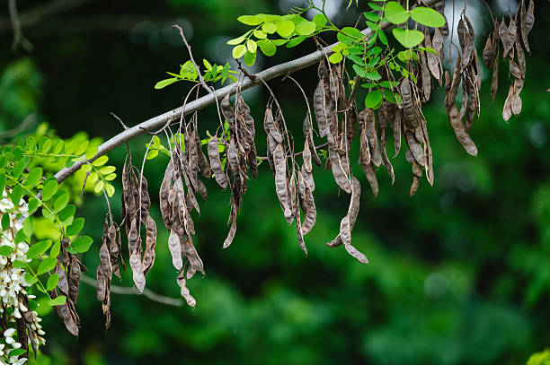 A close-up view of a tree branch with vibrant green acacia leaves and numerous dry, brown seed pods hanging beneath. The contrast between life and decay highlights the natural cycle of growth and dormancy, set against a soft, blurred green background.