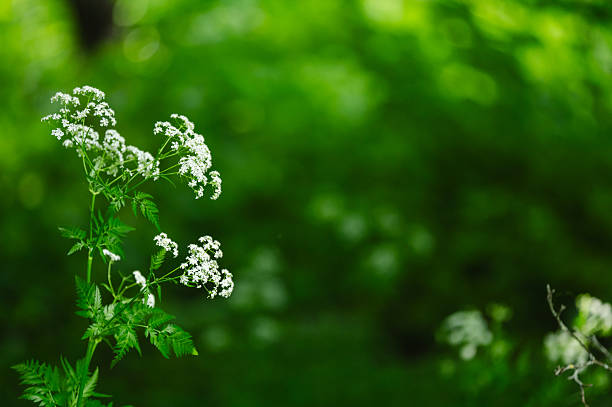 Clusters of small white wildflowers bloom on slender green stems, set against a dreamy, softly blurred background of similar blossoms. The image evokes a calm, ethereal mood, capturing the gentle beauty of untamed nature in full bloom.