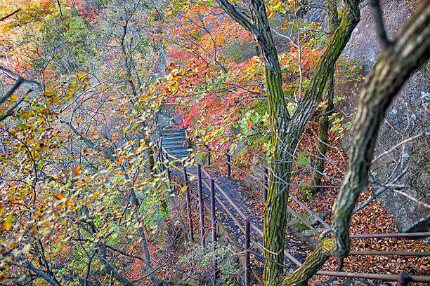 A forest path blanketed in golden leaves winds gently through the trees. The warm autumn colors and serene atmosphere evoke the calm and beauty of nature during the fall season.