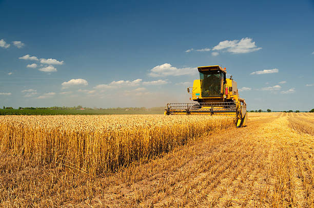 istock Harvester combine harvesting wheat in summer 2225700168