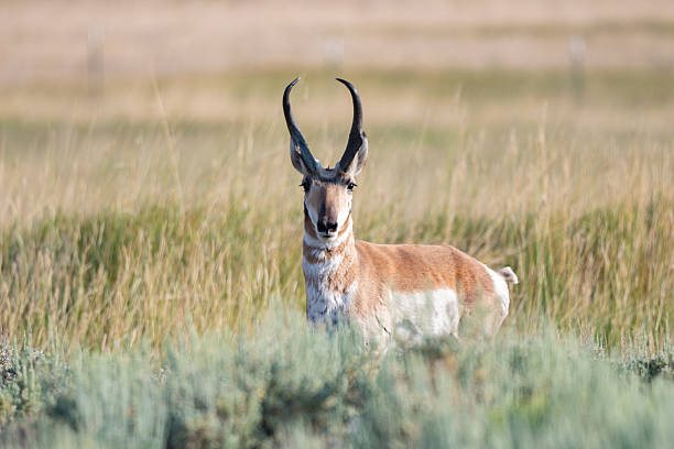 istock Stag antelope or pronghorn looking at camera 2225704593