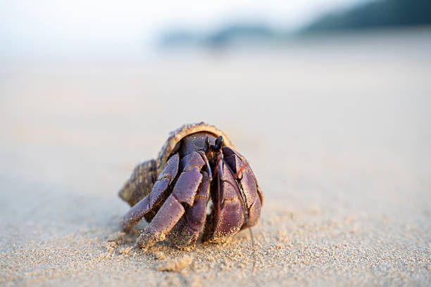 istock a purple hermit crab walking on sandy beach with a seashell on its back. A unique marine creature displaying natural adaptation and coastal wildlife behavior. 2225705131