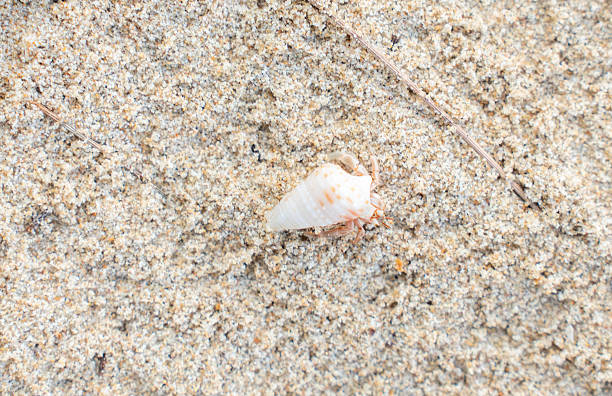 Tiny red hermit crab with white shell walking alone on smooth sandy beach. Minimalist coastal wildlife concept perfect for nature, travel, and marine life themes.