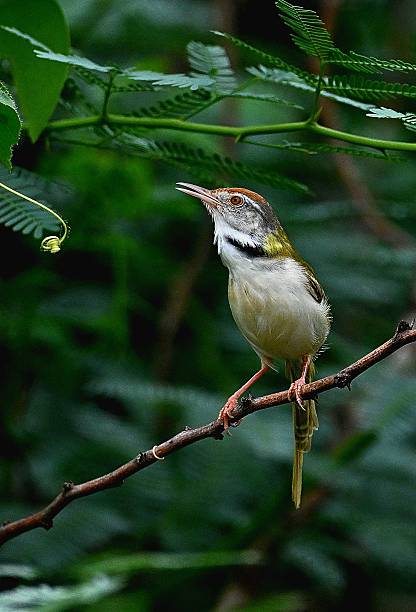 istock Tailor Bird  - Wild life animals 2225706081