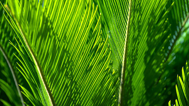 istock Natural green leaves textured background 2225706937