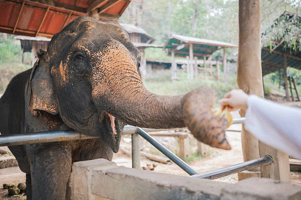 istock closeup of human hand feeding elephant during eco-tourism experience 2225712511