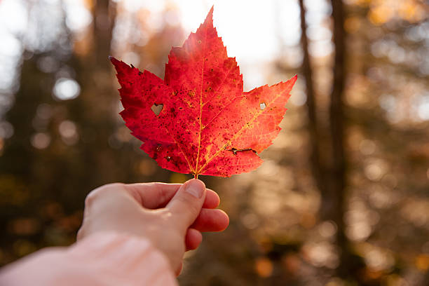 istock A woman's hand holds a red maple leaf in the autumn forest. Quebec, Canada. 2225713671